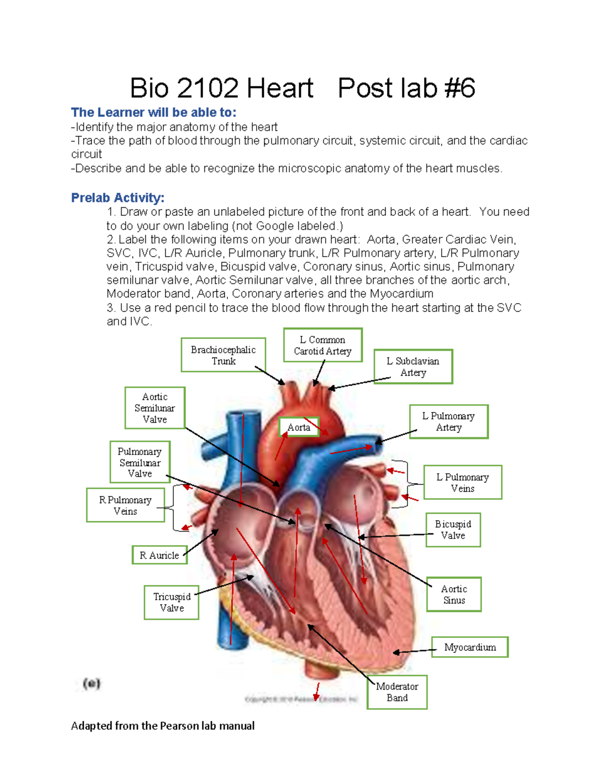 Bio 2102 Post Lab #6: Anatomy & Blood Flow of the Heart - Studocu