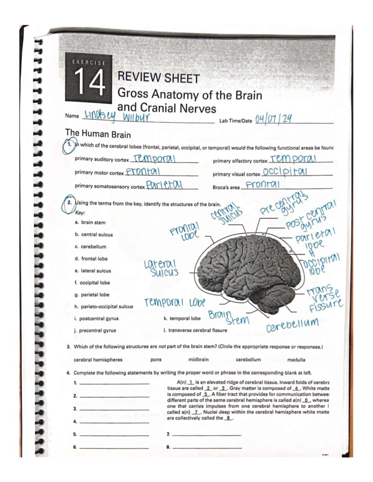 REVIEW SHEET WO 4: Gross Anatomy of the Brain & Cranial Nerves - Studocu