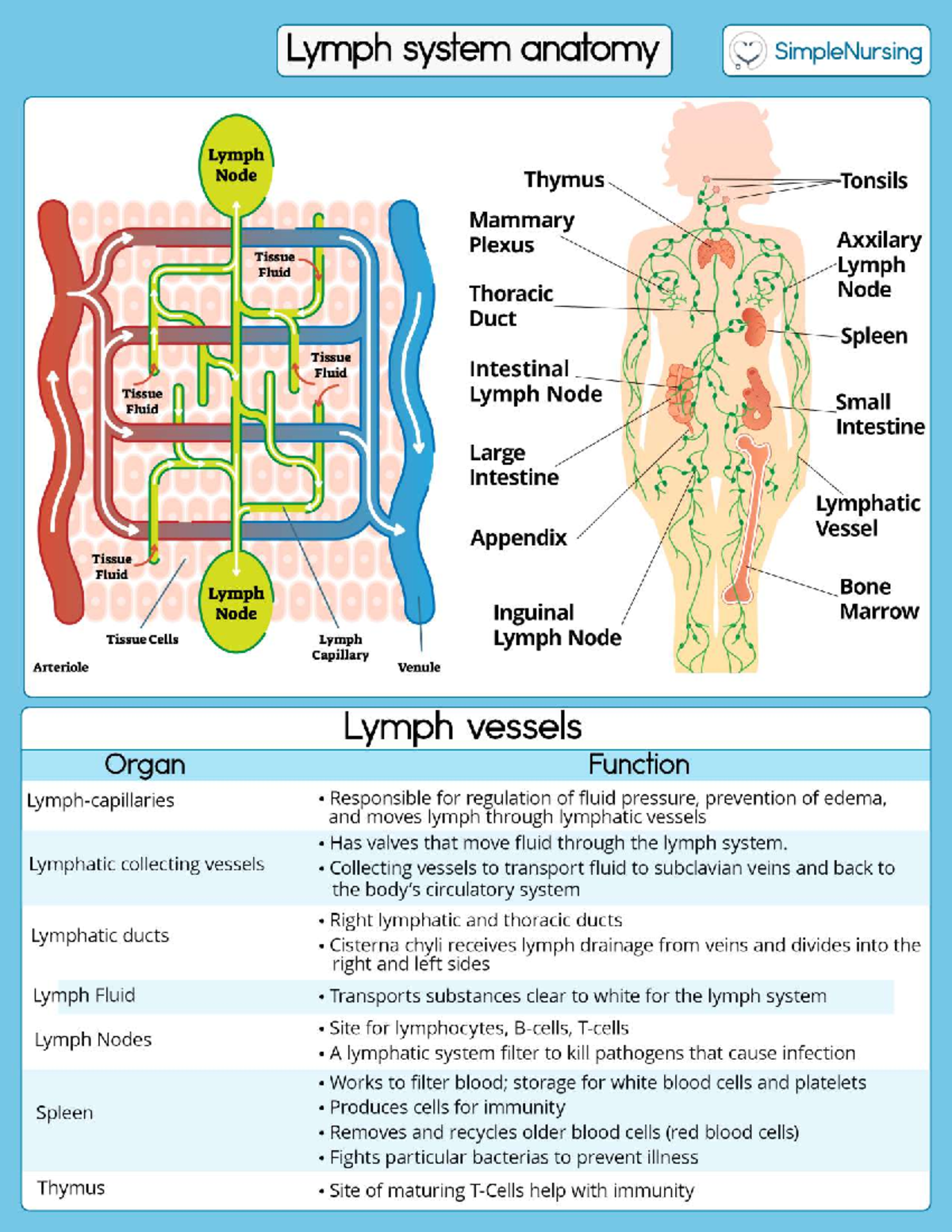 Ace Your Anatomy Test: Label The Lymphatic System! - 2qm1ccl