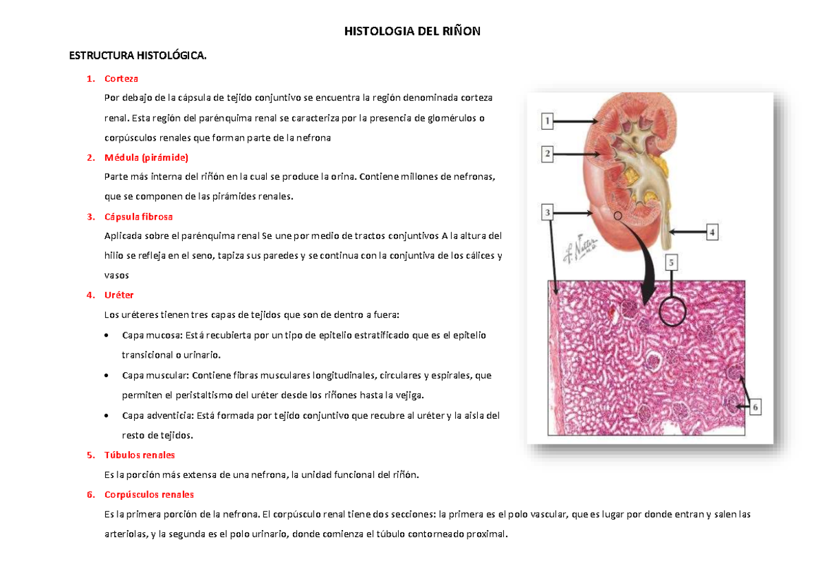 Histologia de las partes mas importantes del riñon - HISTOLOGIA DEL ...