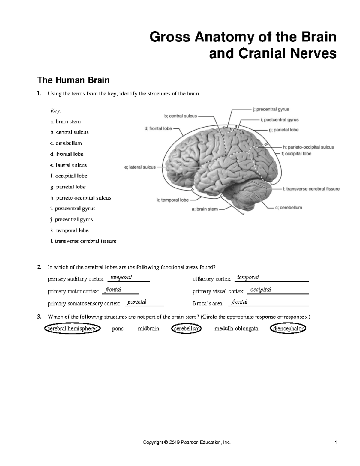 Ex 17 Review Sheet: Brain Structures & Cranial Nerves Detailed Answers ...