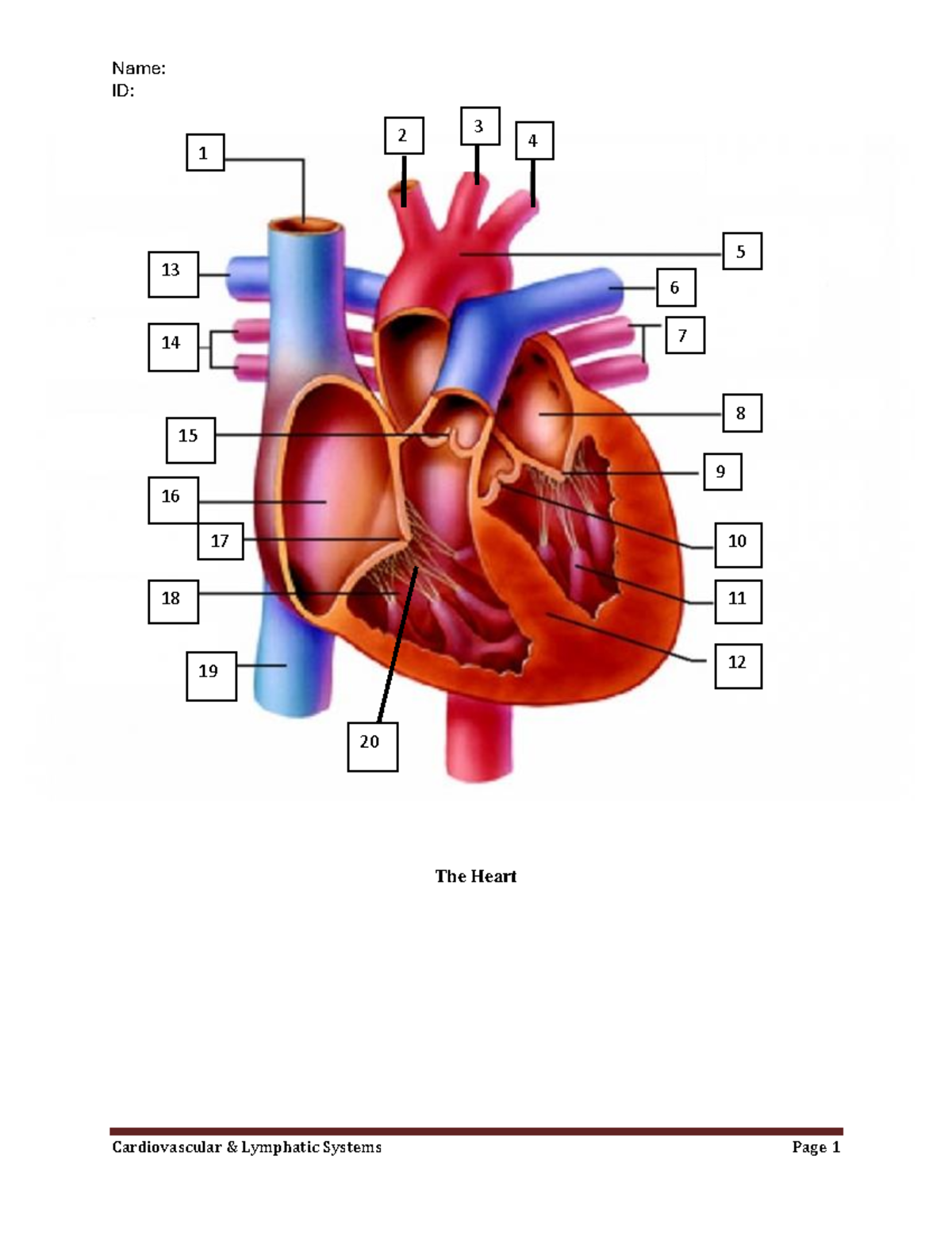 Cardiovascular & Lymphatic System diagram Jan - Anatomy and Physiology ...