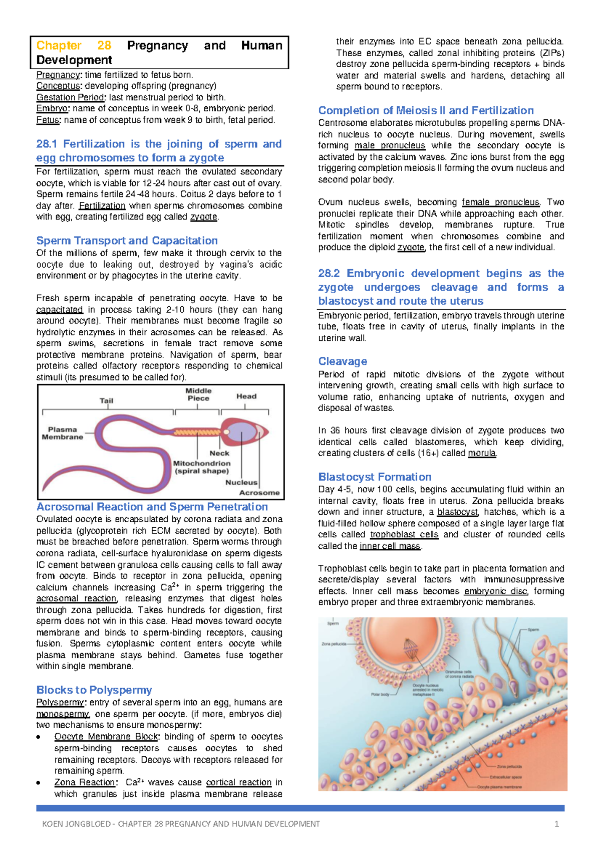 Anatomy - Chapter 28 - Pregnancy & Human Development Overview - Studeersnel