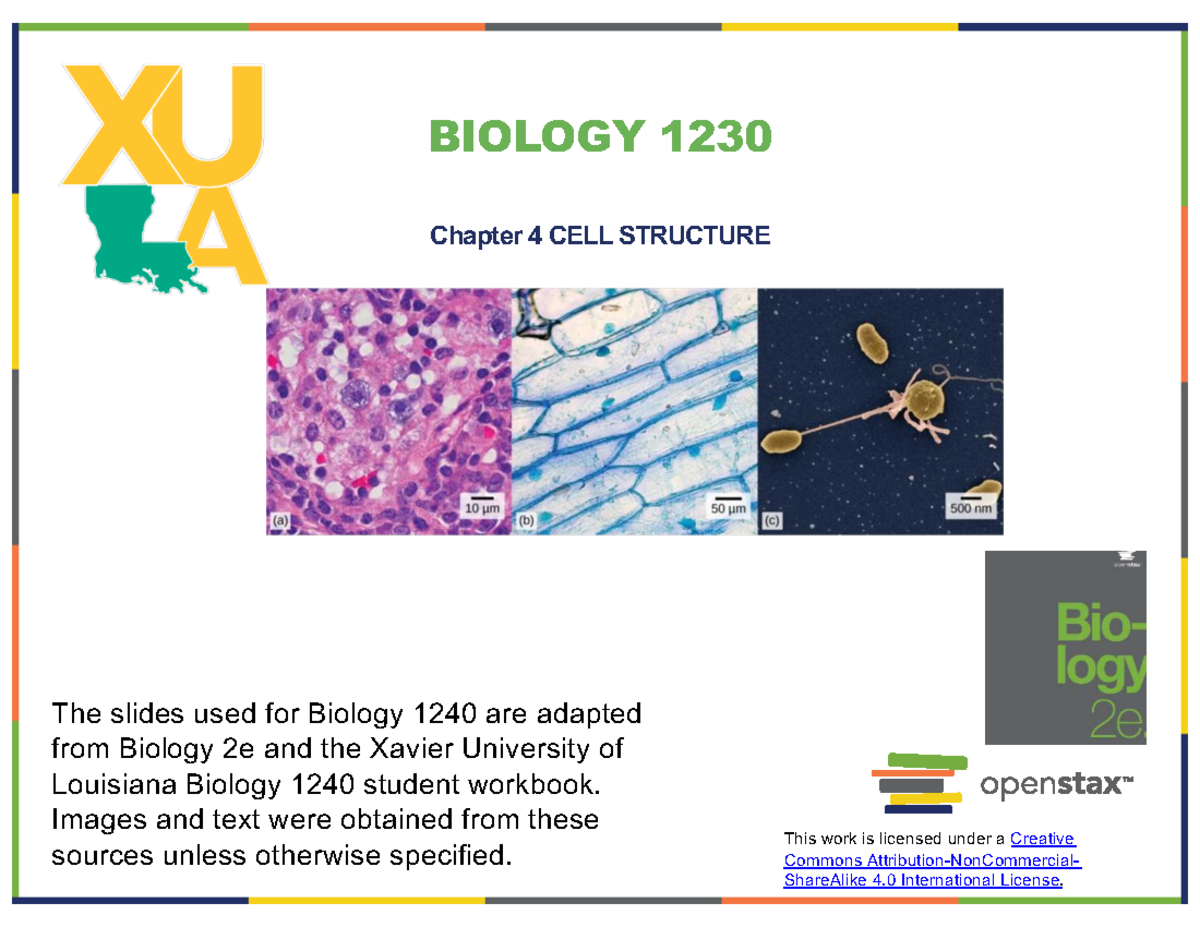 Biology 1230 Lecture Notes: Chapter 4 - Cell Structure Overview - Studocu
