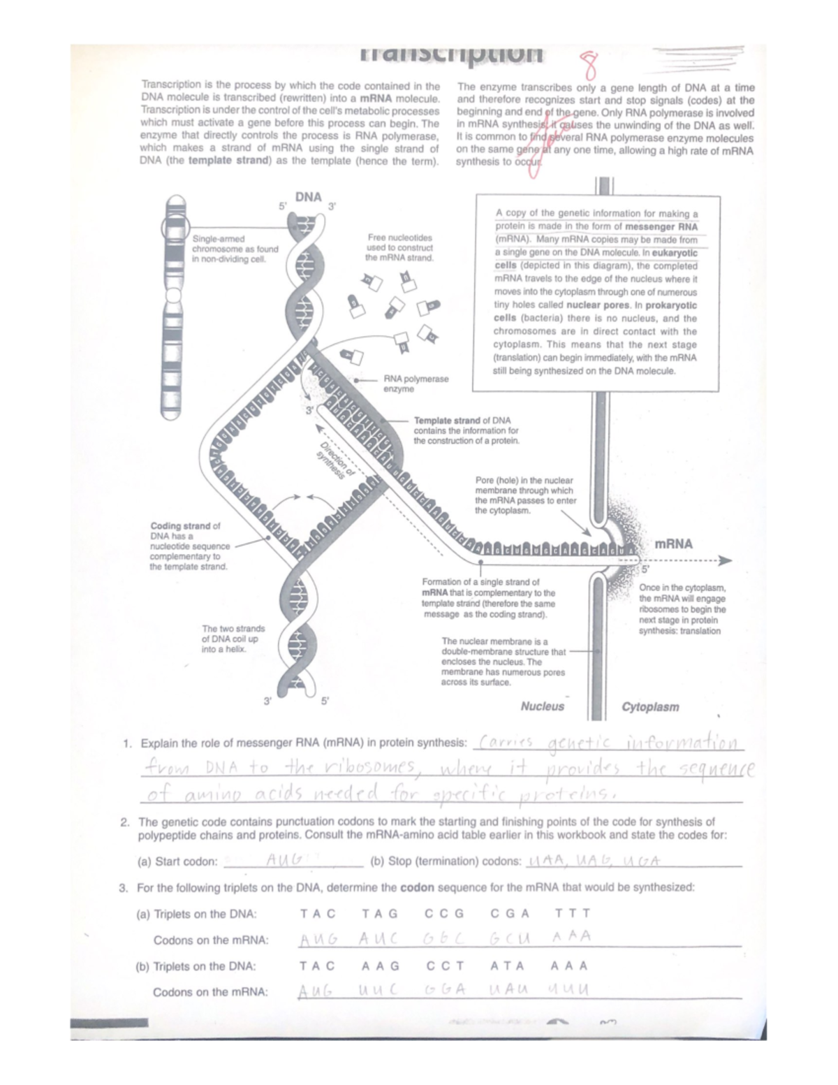 Transcription is the process by which the code contained in the - and ...
