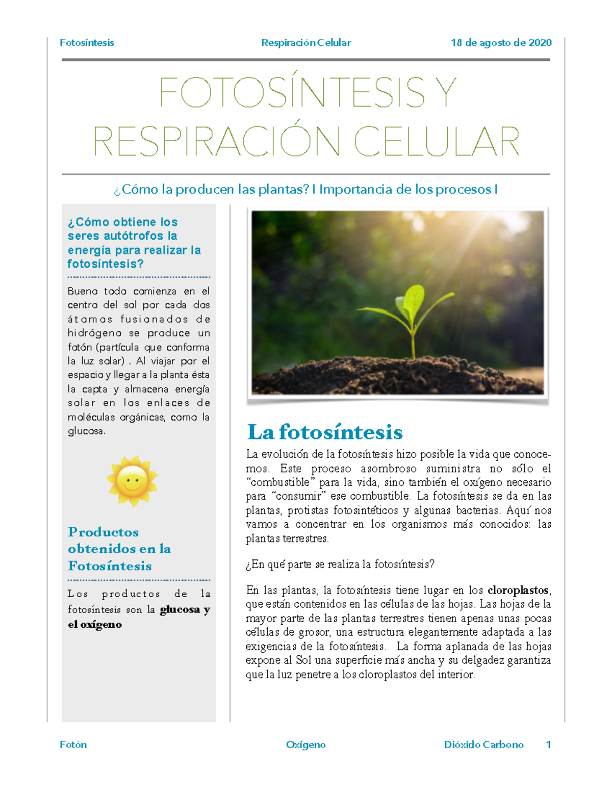 Boletín sobre Fotosíntesis y Respiración Celular: Importancia y Procesos -  Studocu