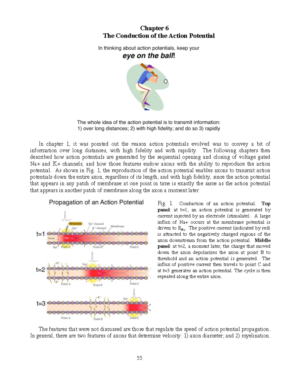 Chapter 6: Conduction of Action Potentials in Neurons - Studocu