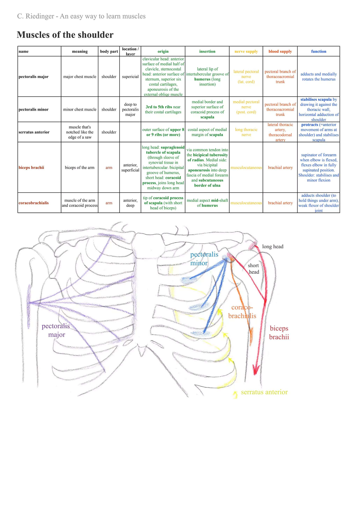 C. Riedinger Anatomy Study Guide: Muscles of the Shoulder, Forearm, and ...