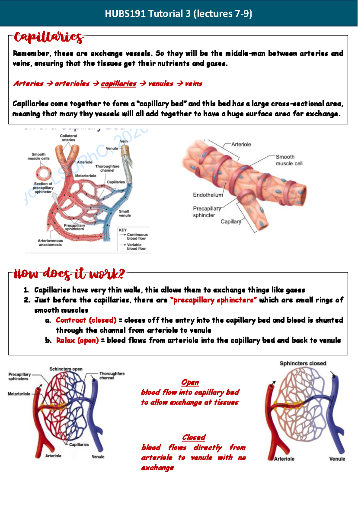 Hubs192 Lecture Notes: Capillary Exchange & Lymphatic System (Lectures ...