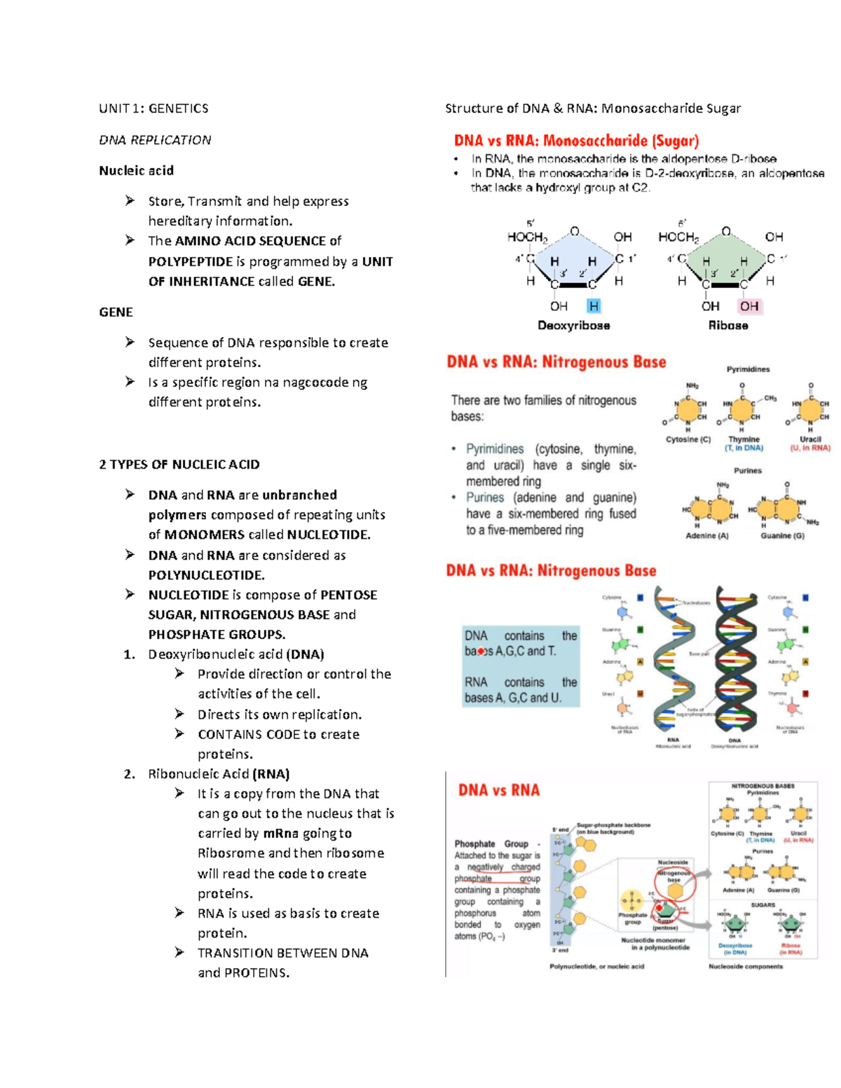 General Biology 2 - [Midterm Study Guide: Genetics & DNA Replication ...