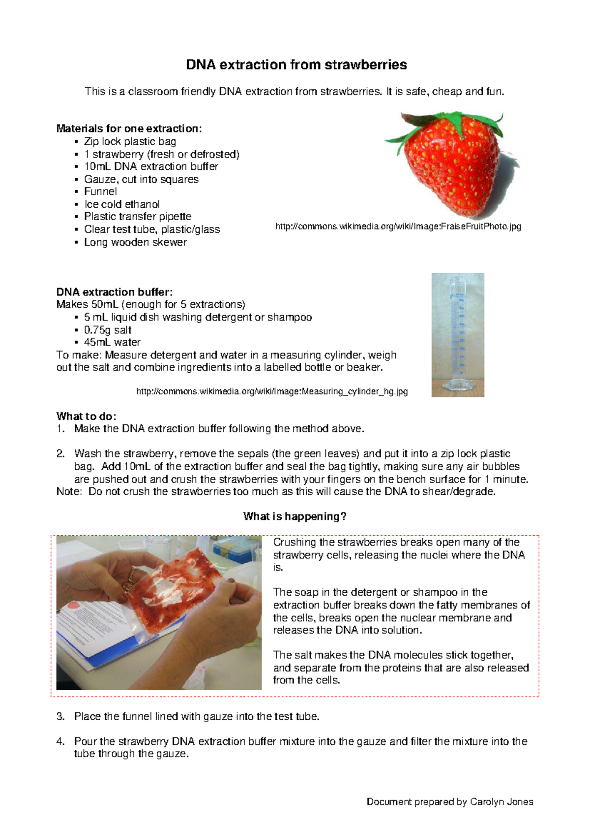 DNA Extraction from Strawberries: A Classroom Experiment Guide - Studocu