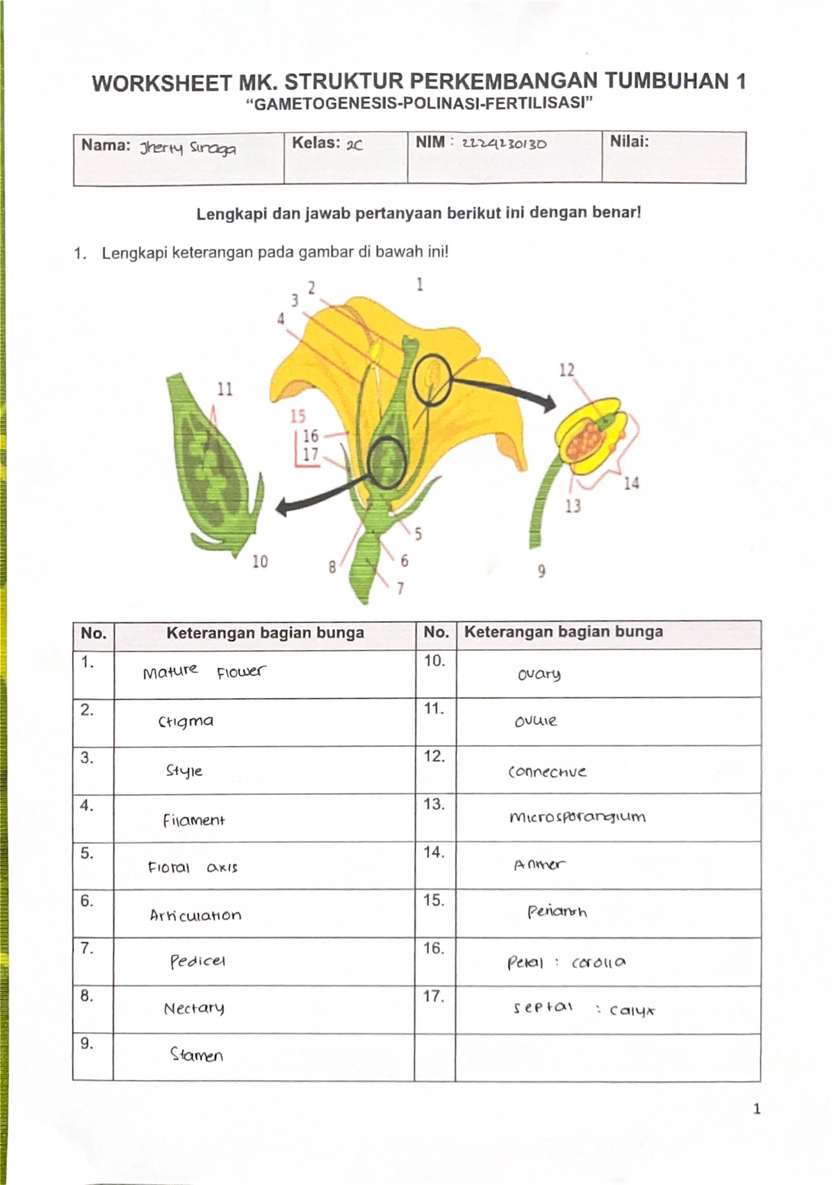 WORKSHEET MK. STRUKTUR PERKEMBANGAN TUMBUHAN 1 - Spt Jaringan - Studocu