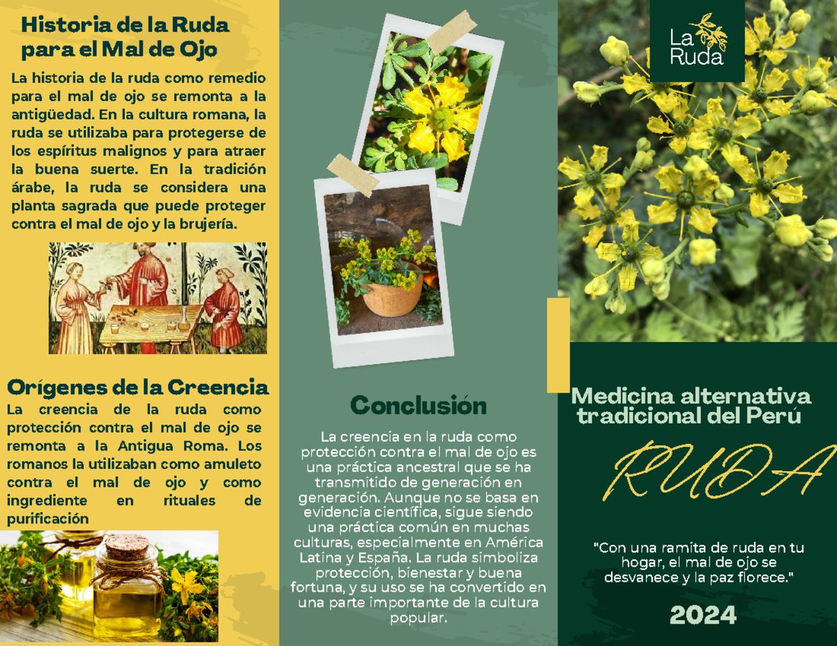 Triptico LA RUDA Creencias Y Usos En La Medicina Alternativa Studocu