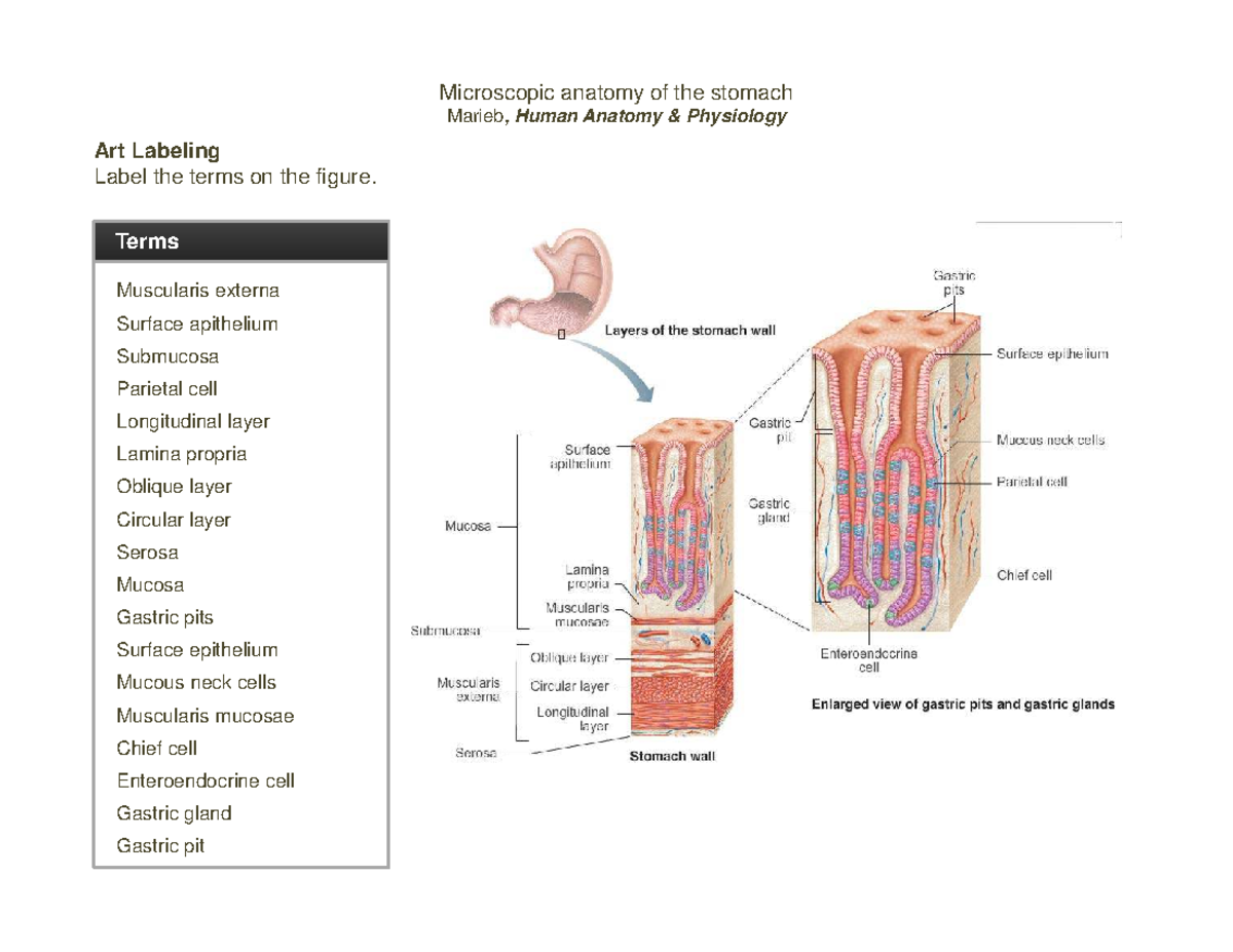 23 Microscopic anatomy of the stomach - Microscopic anatomy of the ...