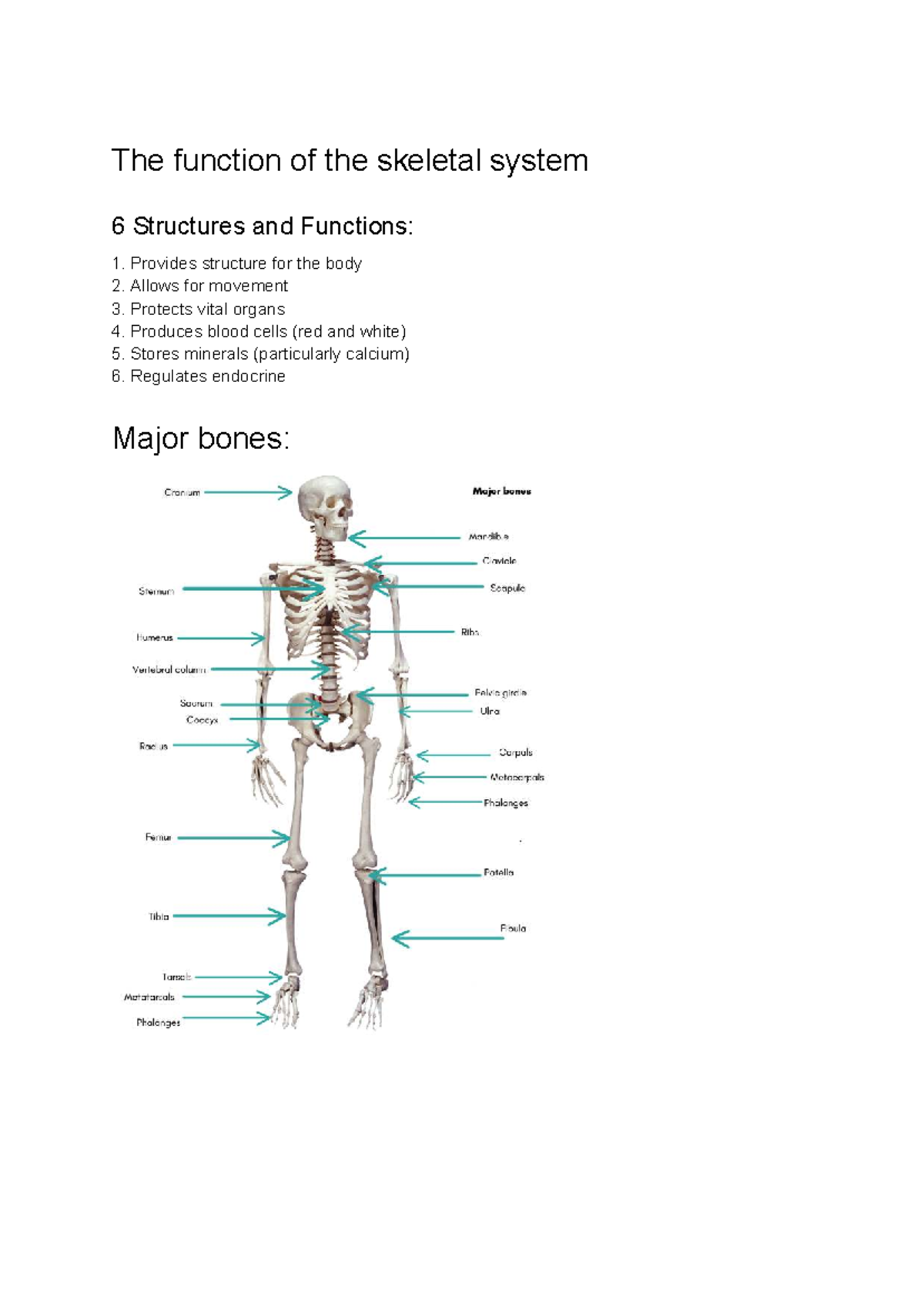 HMS Year 11: The Function and Structure of the Skeletal System - Studocu