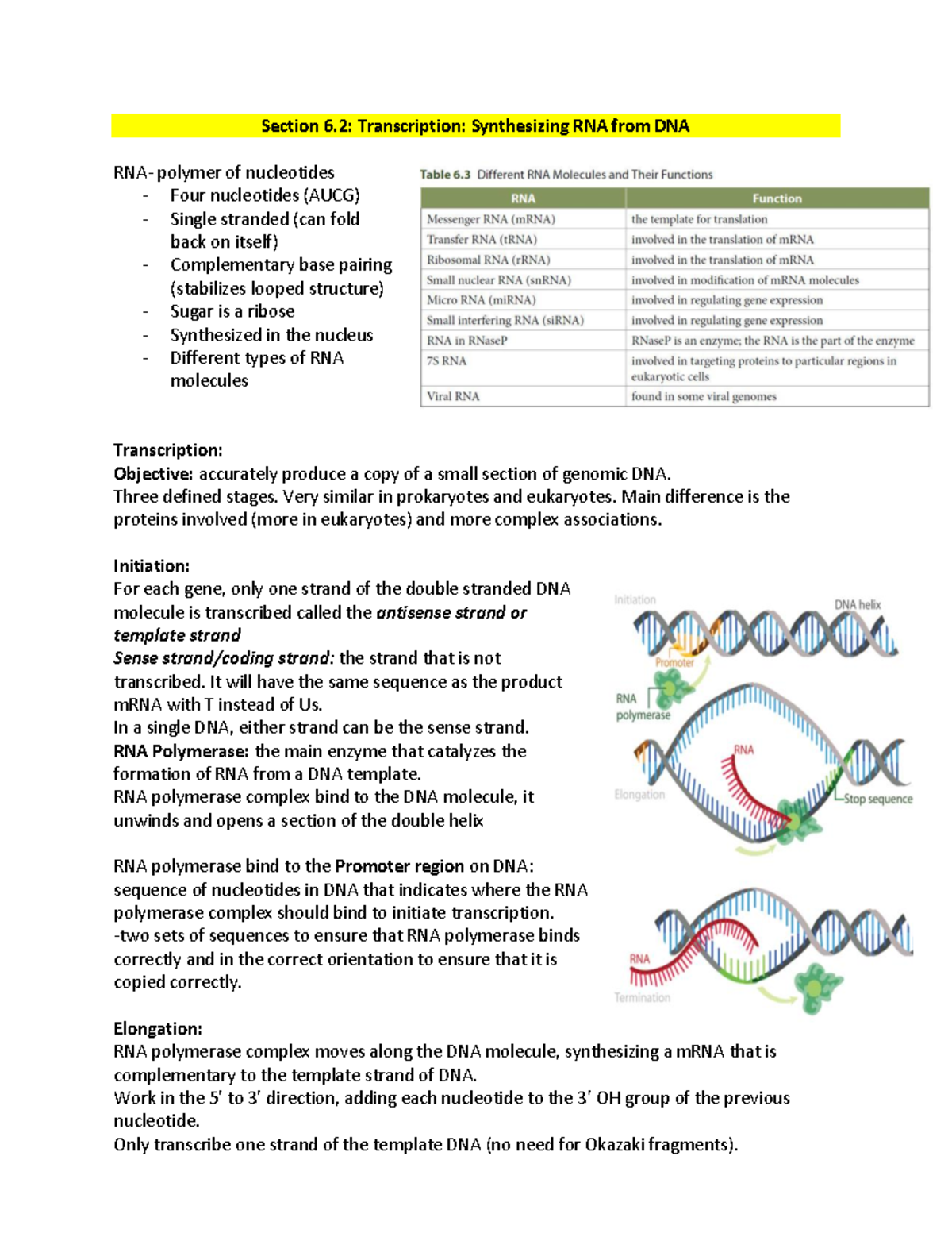 Section 6.2: Transcription Process of RNA Synthesis from DNA - Studocu