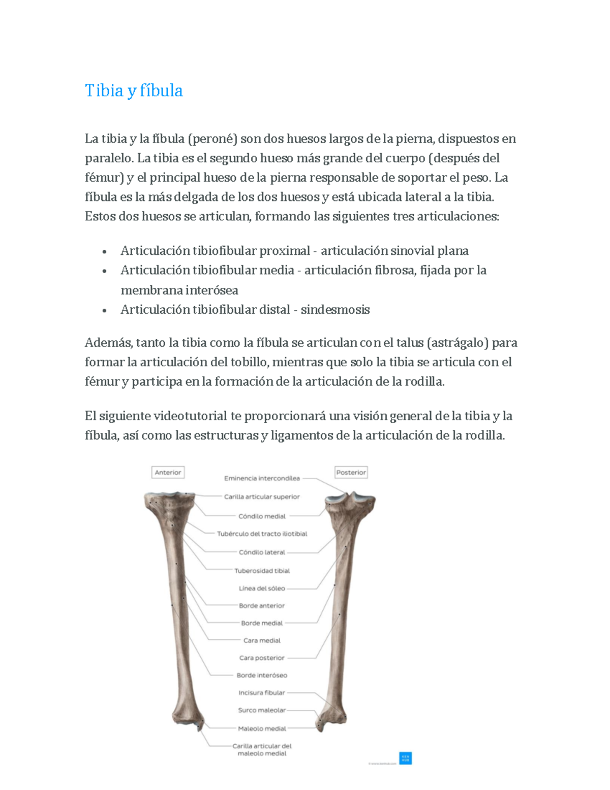 Tibia Hueso Caracteristicas