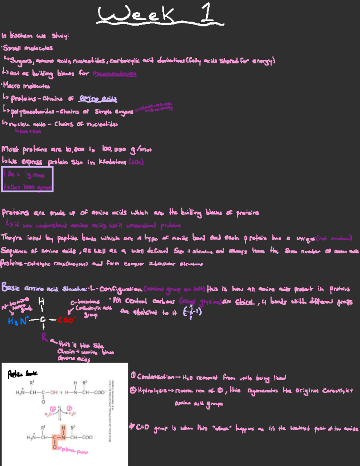 Biochem 101: Week 1 Lecture Notes on Molecules and Amino Acids - Studocu