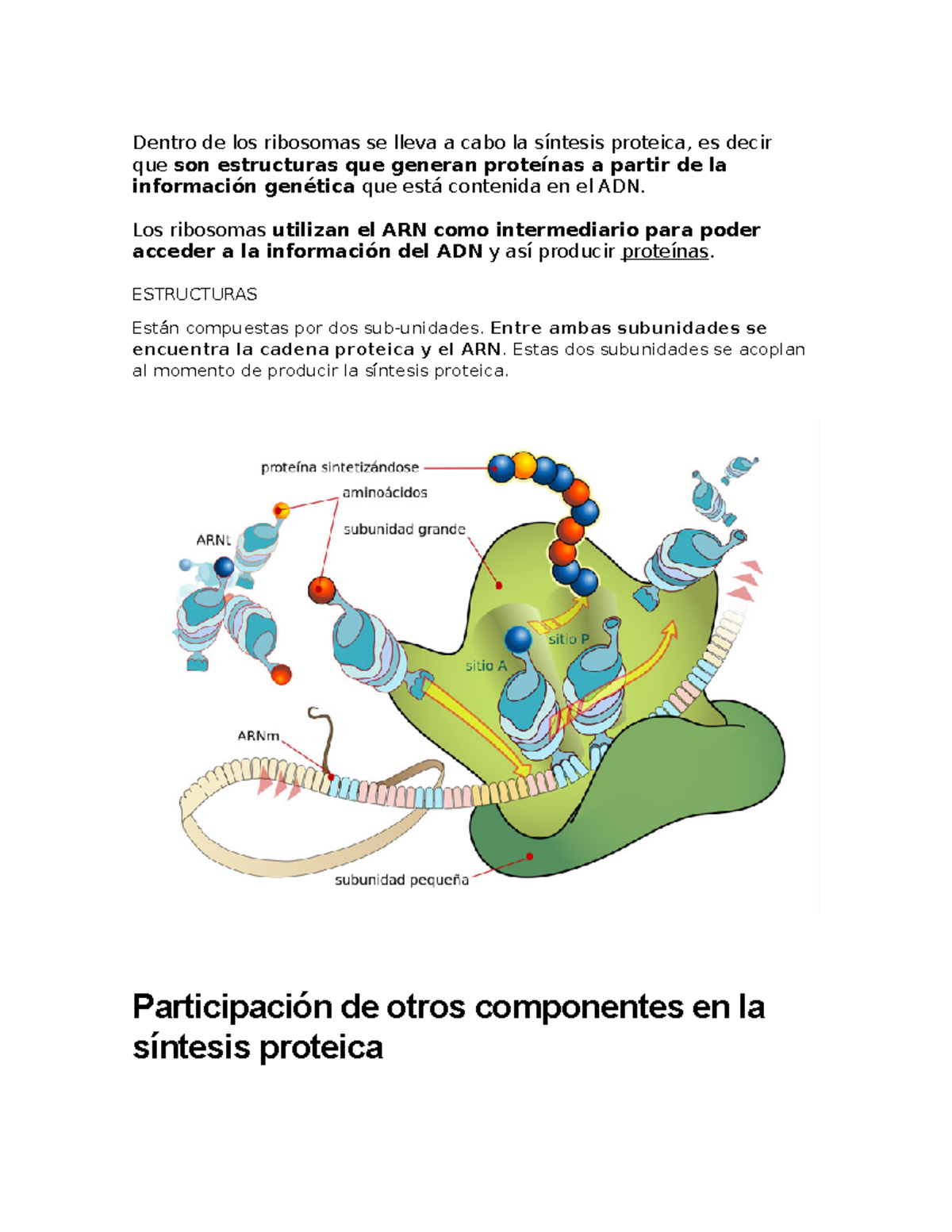 Ribosomas en Biología Celular y su Papel en la Síntesis Proteica - Studocu