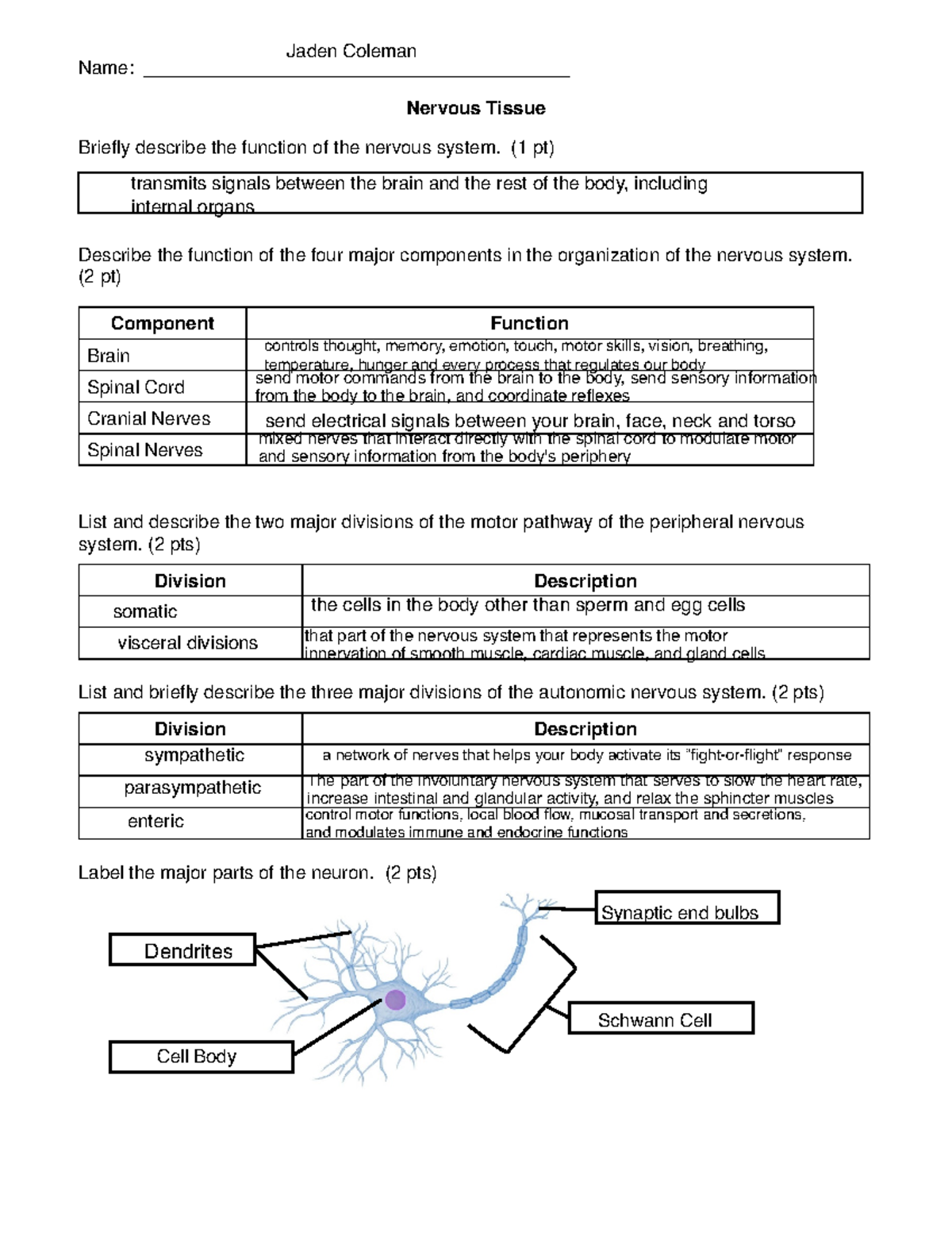 Nervous+System+%28rev21b%29 - Name ...