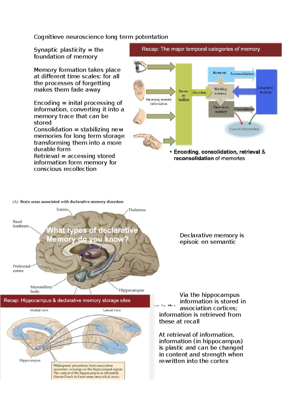 Cognitieve Neuroscience: Long-Term Potentiation & Memory Formation ...