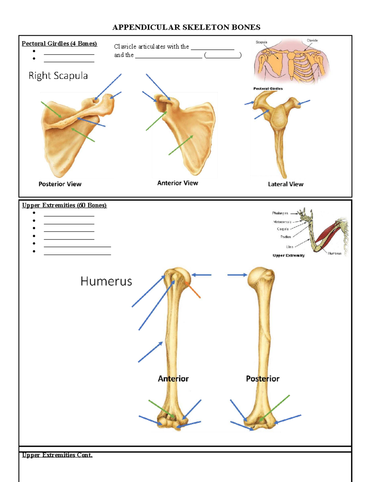 Appendicular Skeleton Notes: Pectoral & Pelvic Girdles Overview - Studocu