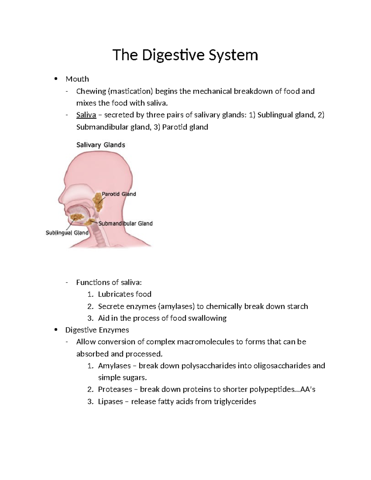 The Digestive System - Chapter 4 Overview and Key Functions - Studocu