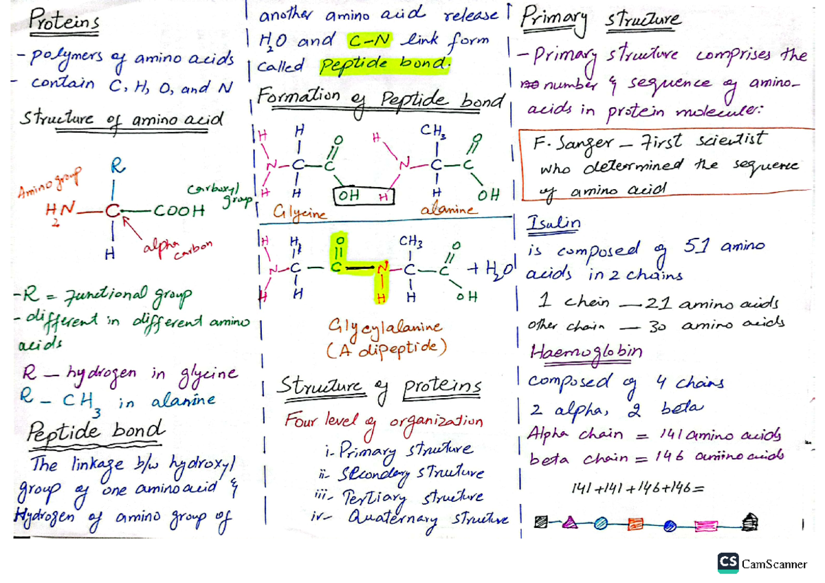 Proteins Overview: Structure, Peptide Bonds, and Function Analysis ...