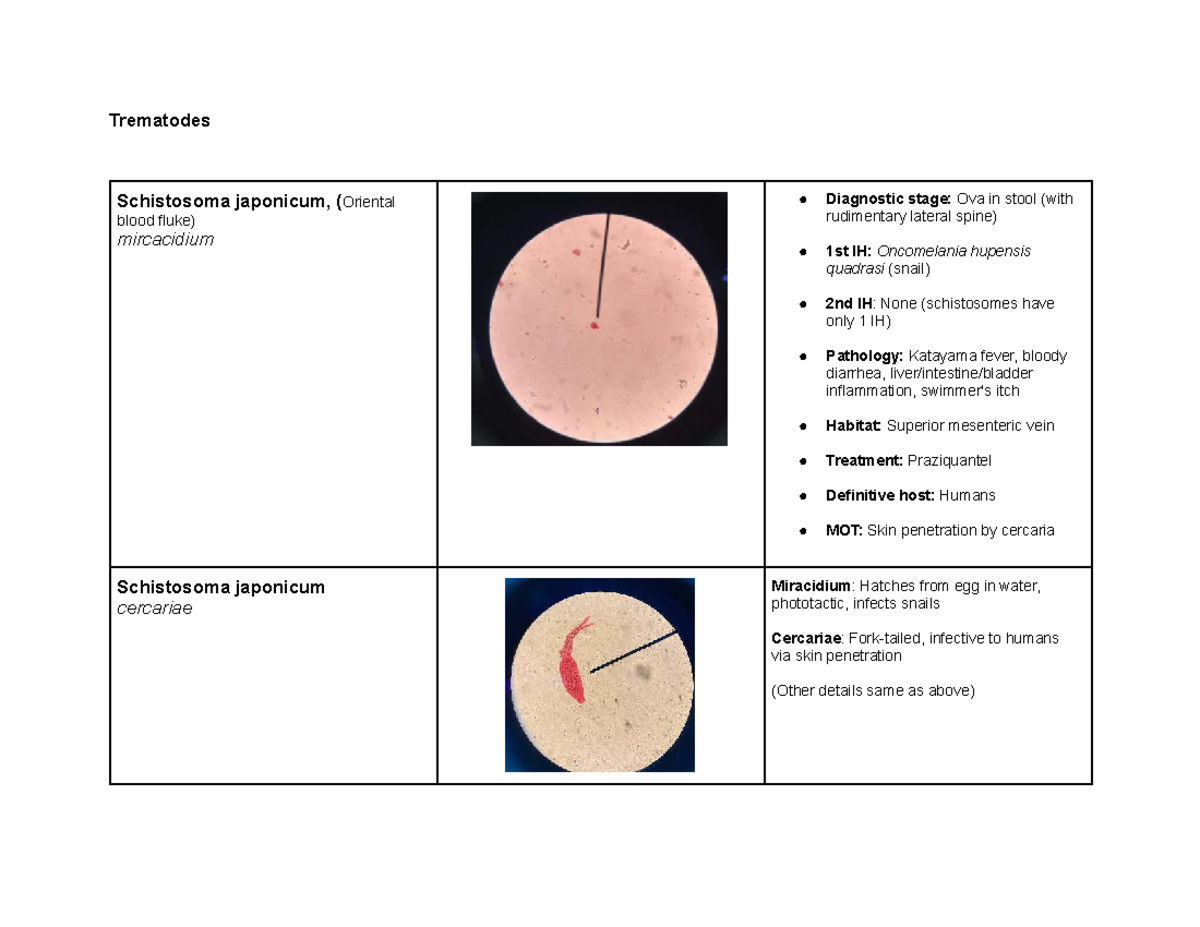 Trematodes Practical Exam Notes - Schistosoma japonicum & Others - Studocu