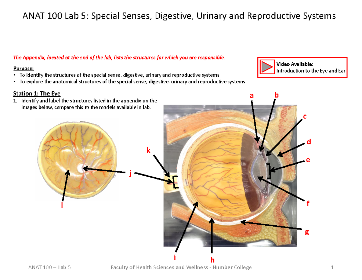 ANAT 100 Lab 5: Special Senses, Digestive, Urinary & Reproductive ...