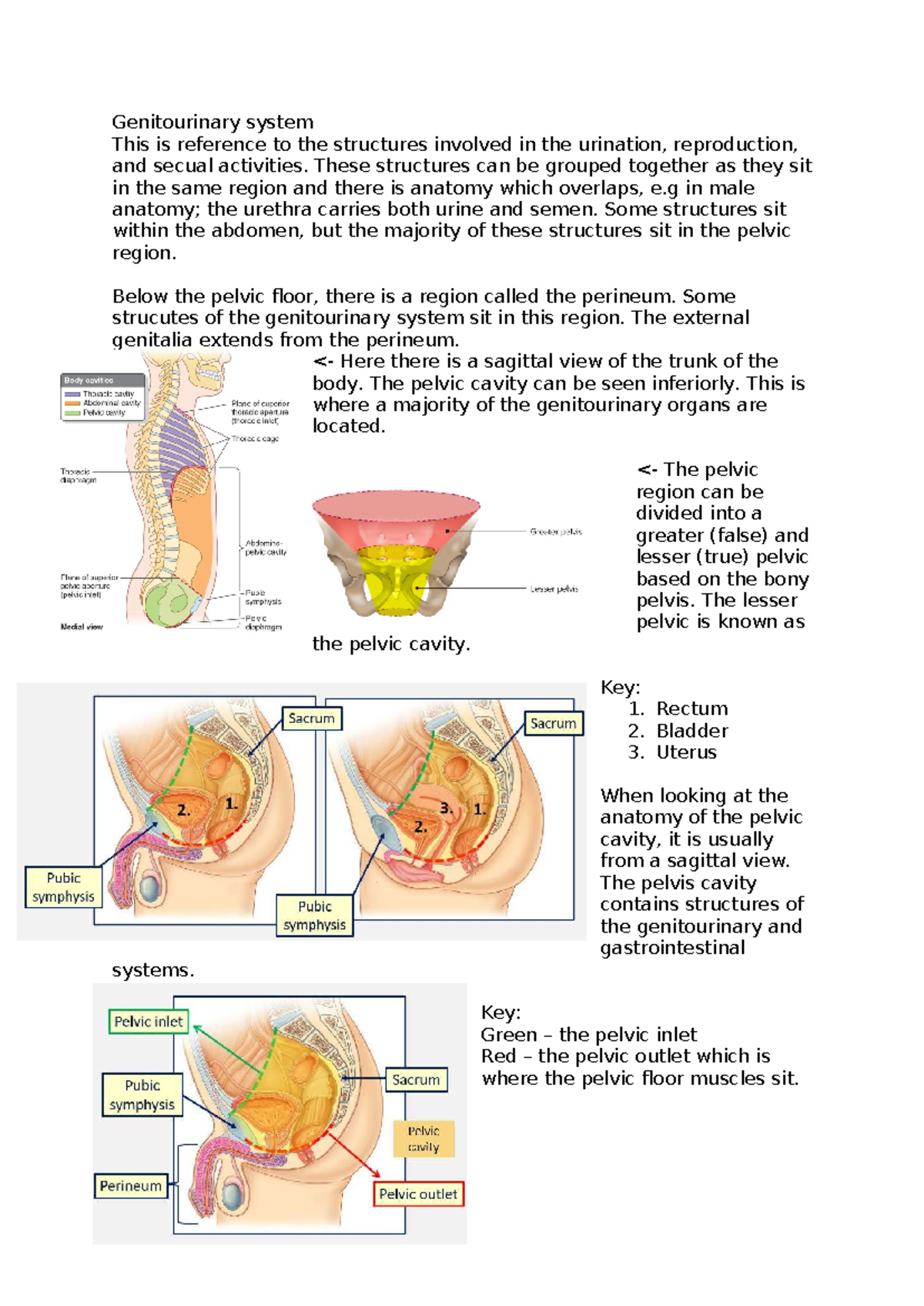 Genitourinary System (GUS) Overview: Anatomy & Clinical Insights - Studocu
