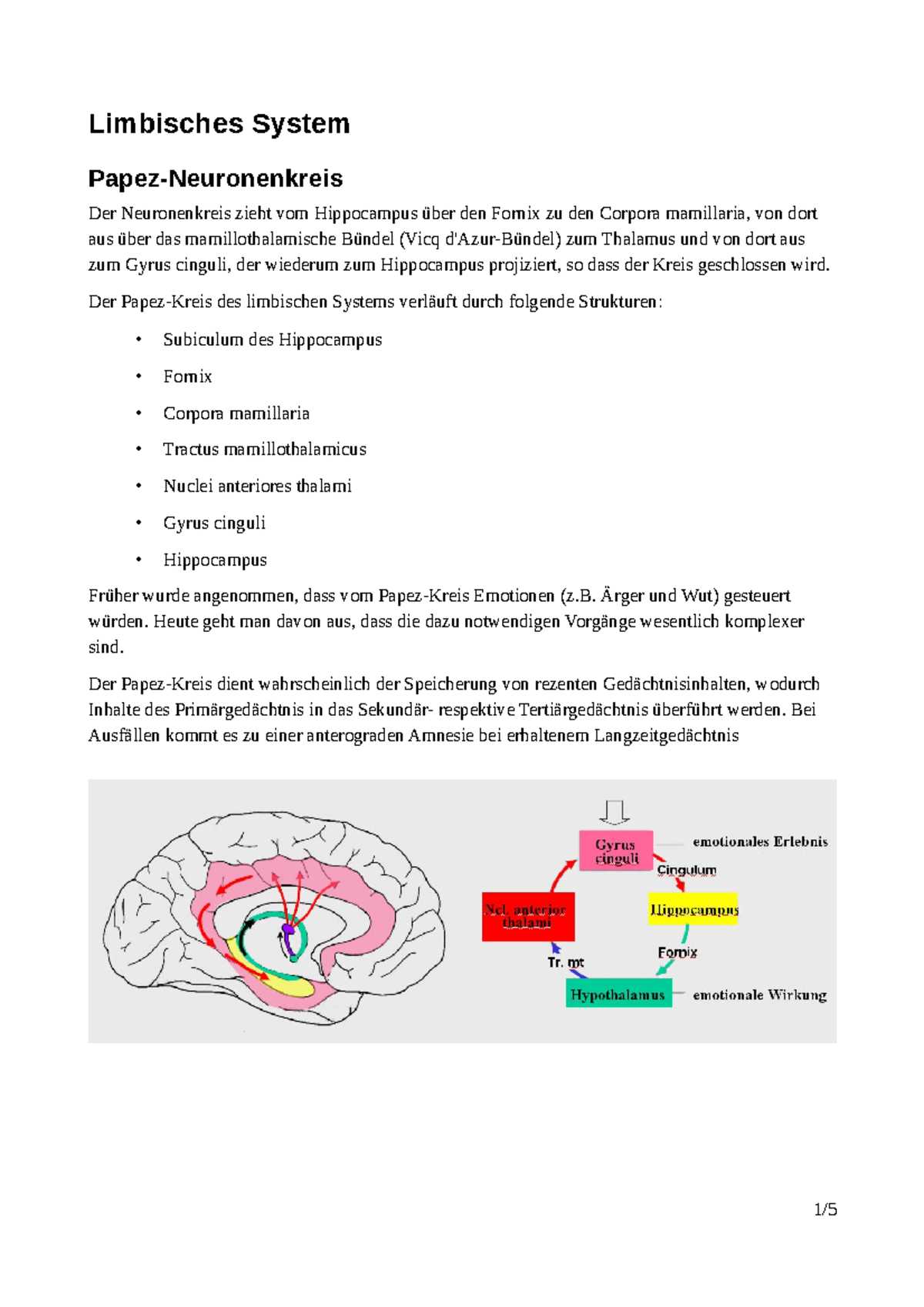 zusammenfassung-limbisches-system-limbisches-system-papez