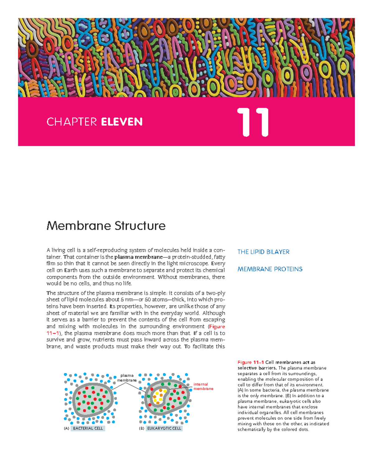 Chapter 11: Membrane Structure and Function - Studocu