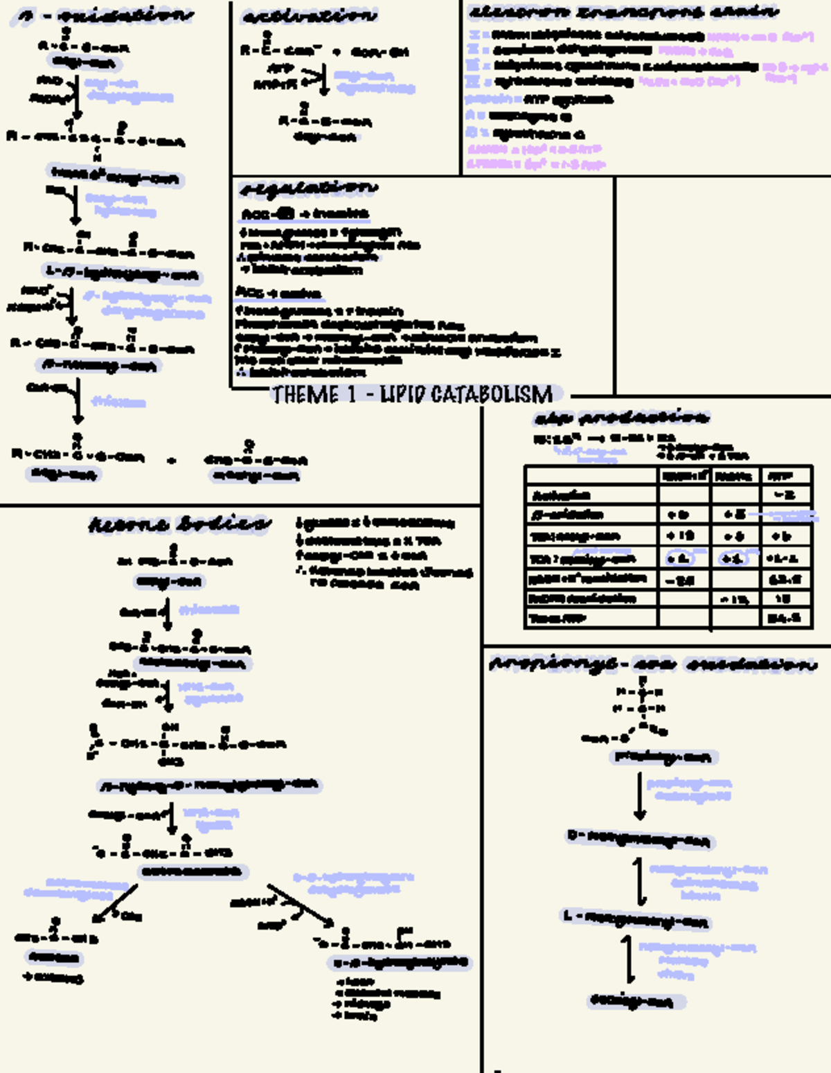 Lipid Metabolism Summary: FAD, NADH, and ATP Production Notes - Studocu