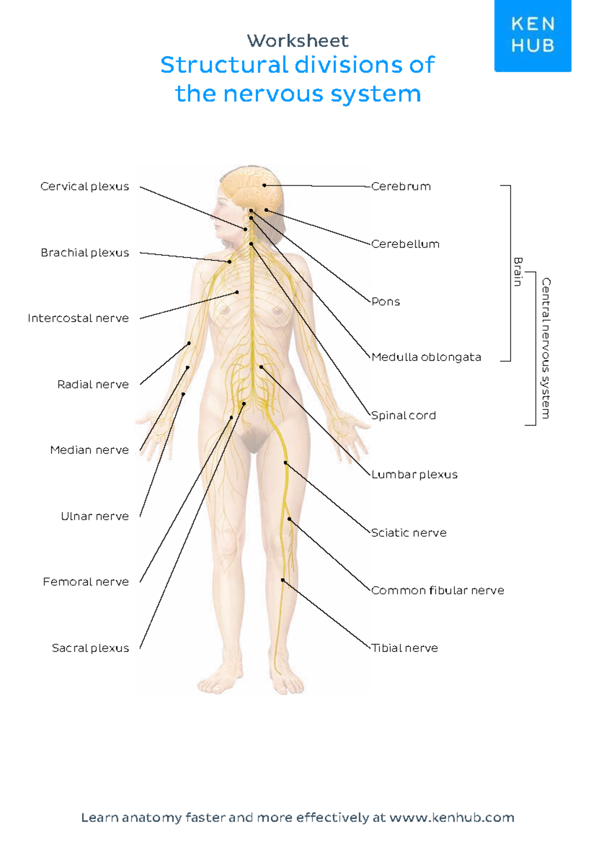 Worksheet nervous system answers english - SCB 203 - Brachial plexus ...
