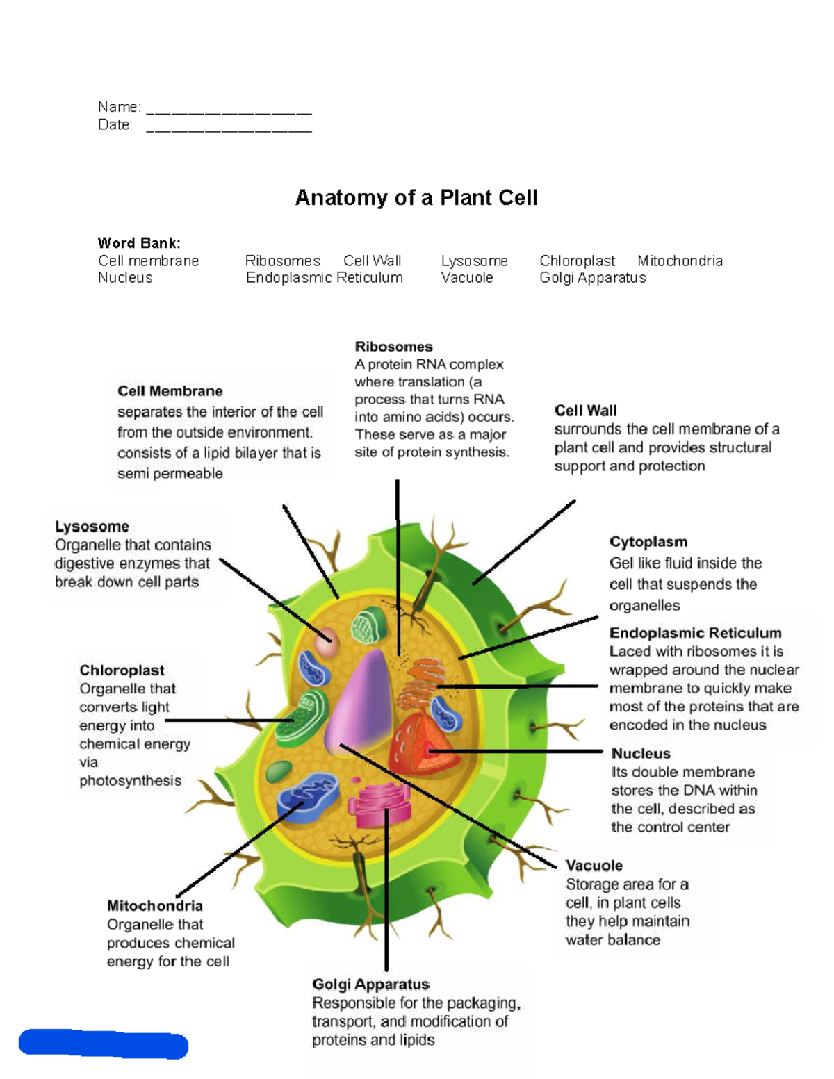 Parts of a Plant Cell Answer Key - Name: ____________________ Date ...