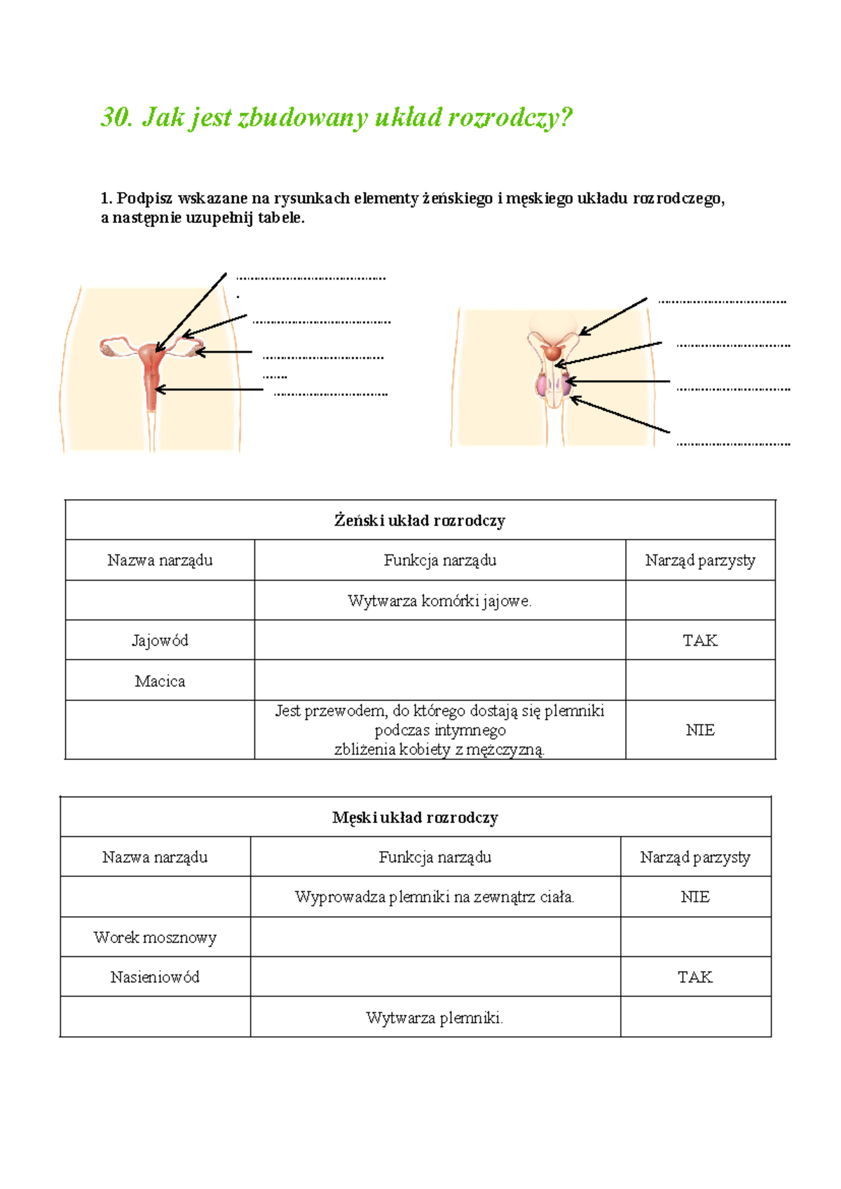 Układ Rozrodczy Sprawdzian Klasa 7 www.studocu.com