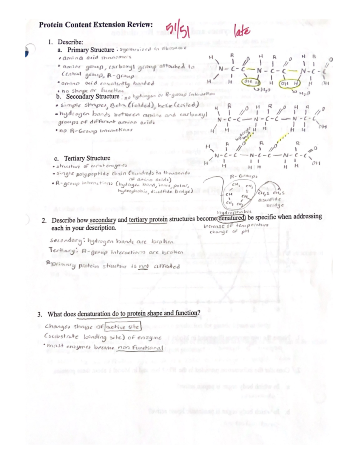 Protein Structure and Enzyme Function Review (BIO 101) - Studocu