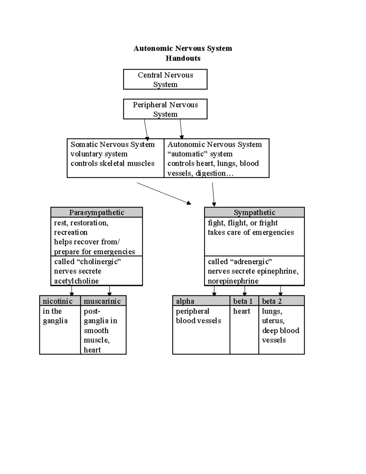 Autonomic Nervous System Overview Handout for ANS 101 - Studocu