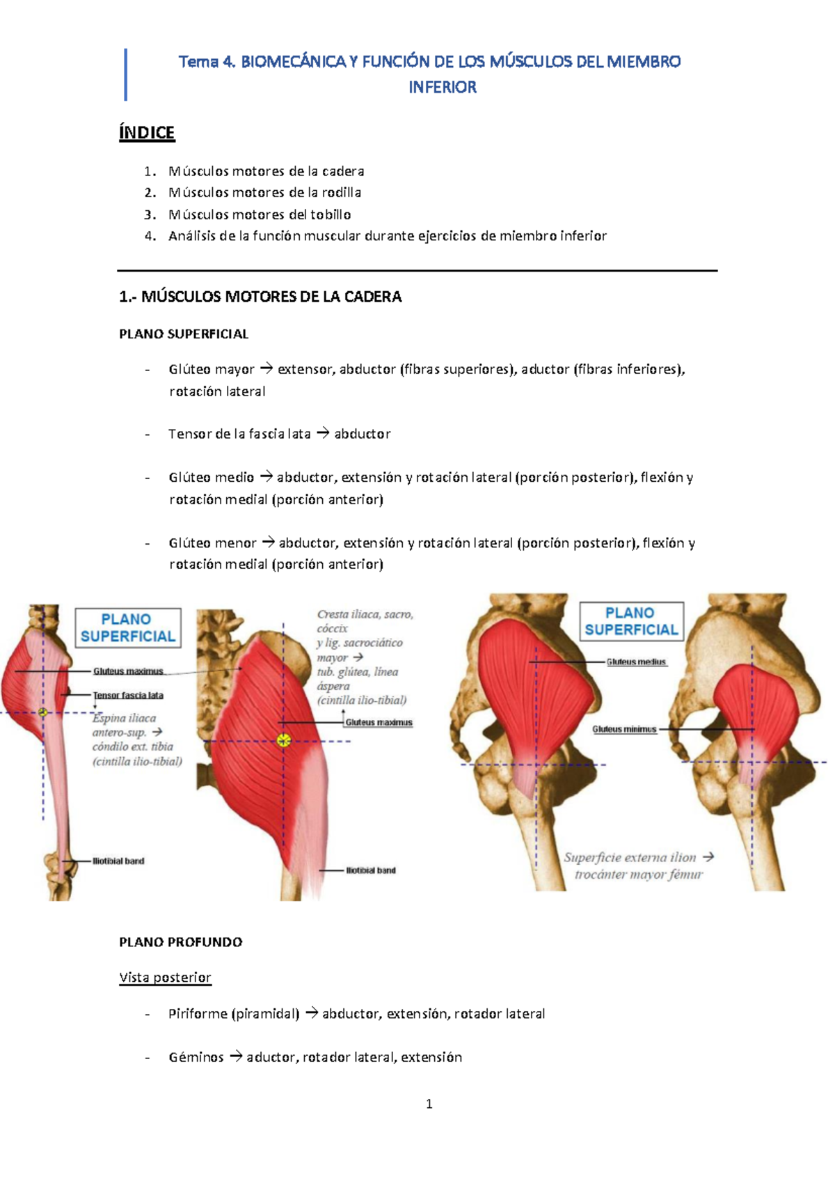 Tema 4 - Biomecánica y Función de los Músculos del MI Inferior - Document Preview