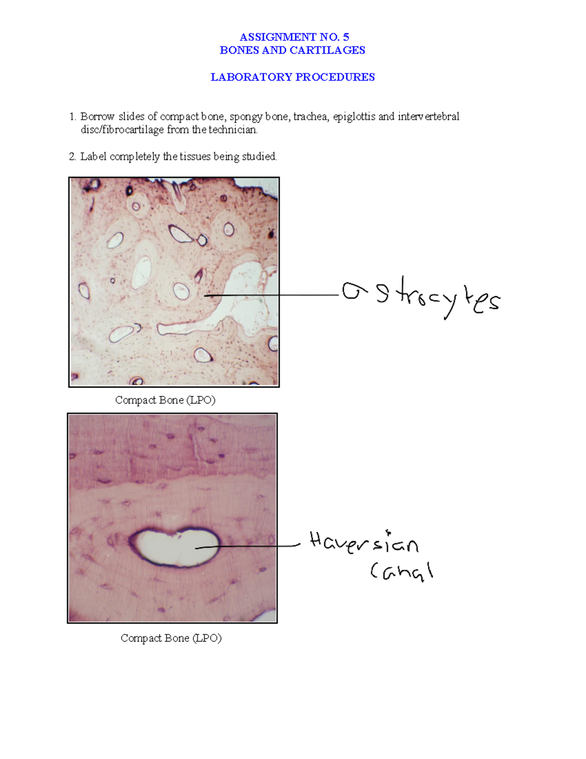 Assignment 5: Laboratory Procedures on Bones and Cartilages - Studocu