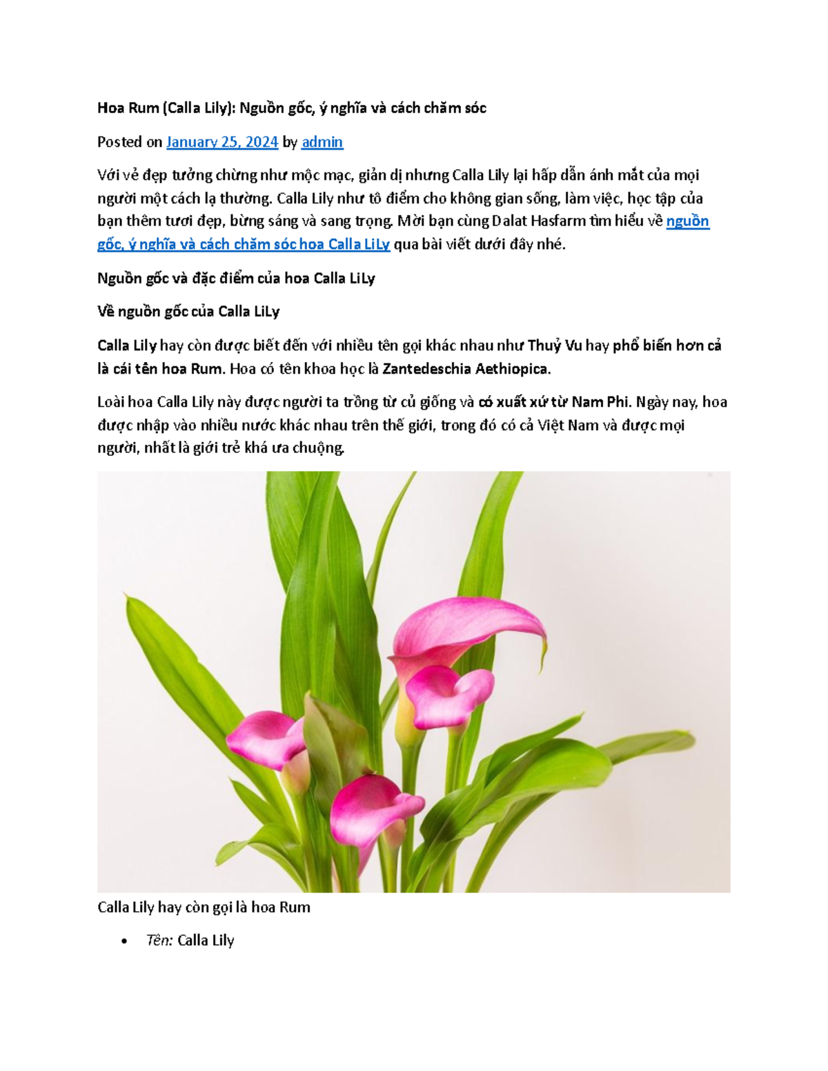 Hoa Rum (Calla Lily): Nguồn gốc, Ý nghĩa và Cách Chăm sóc Chi Tiết ...