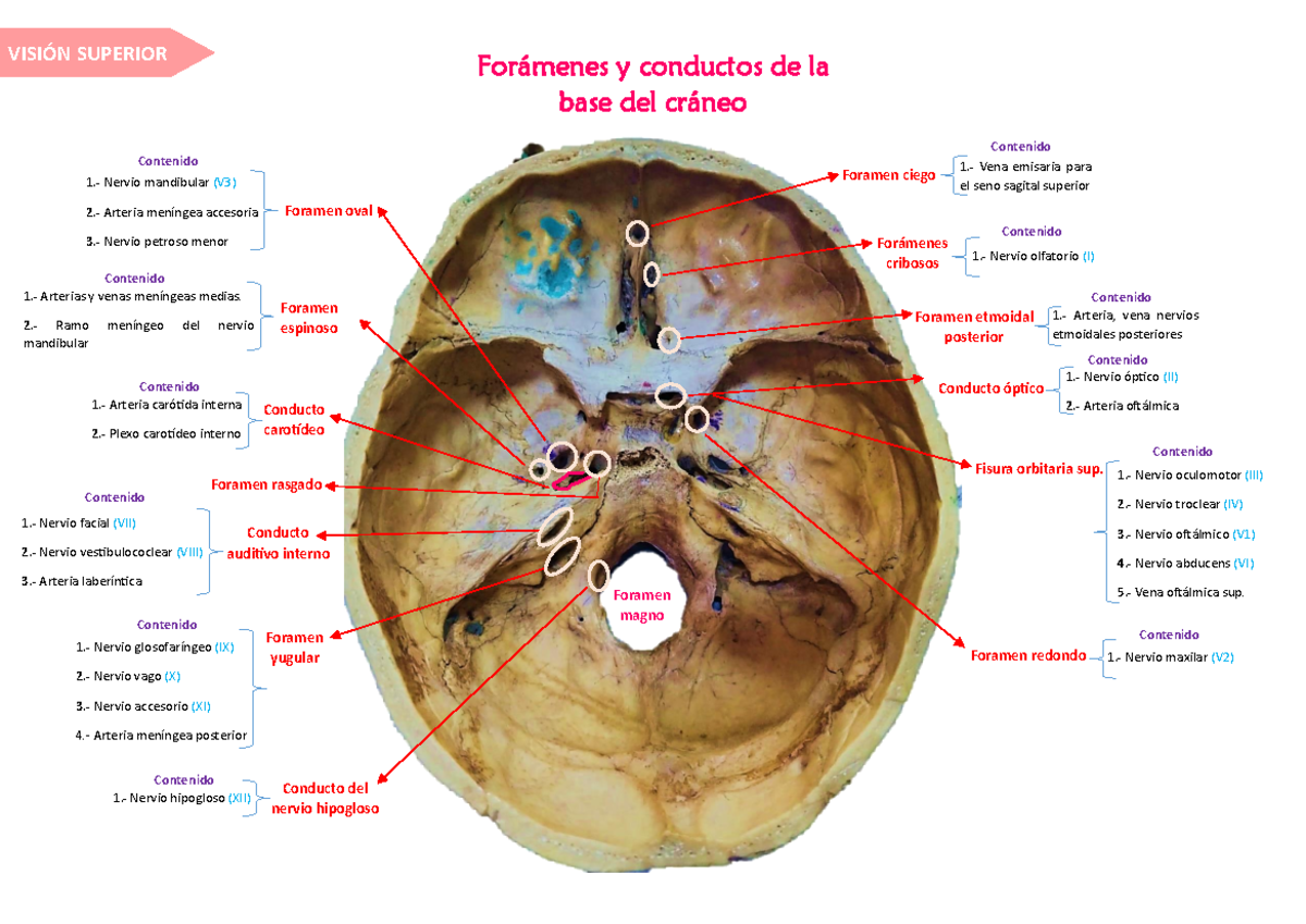Forámenes y Conductos de la Base del Cráneo - Anatomía Detallada - Studocu
