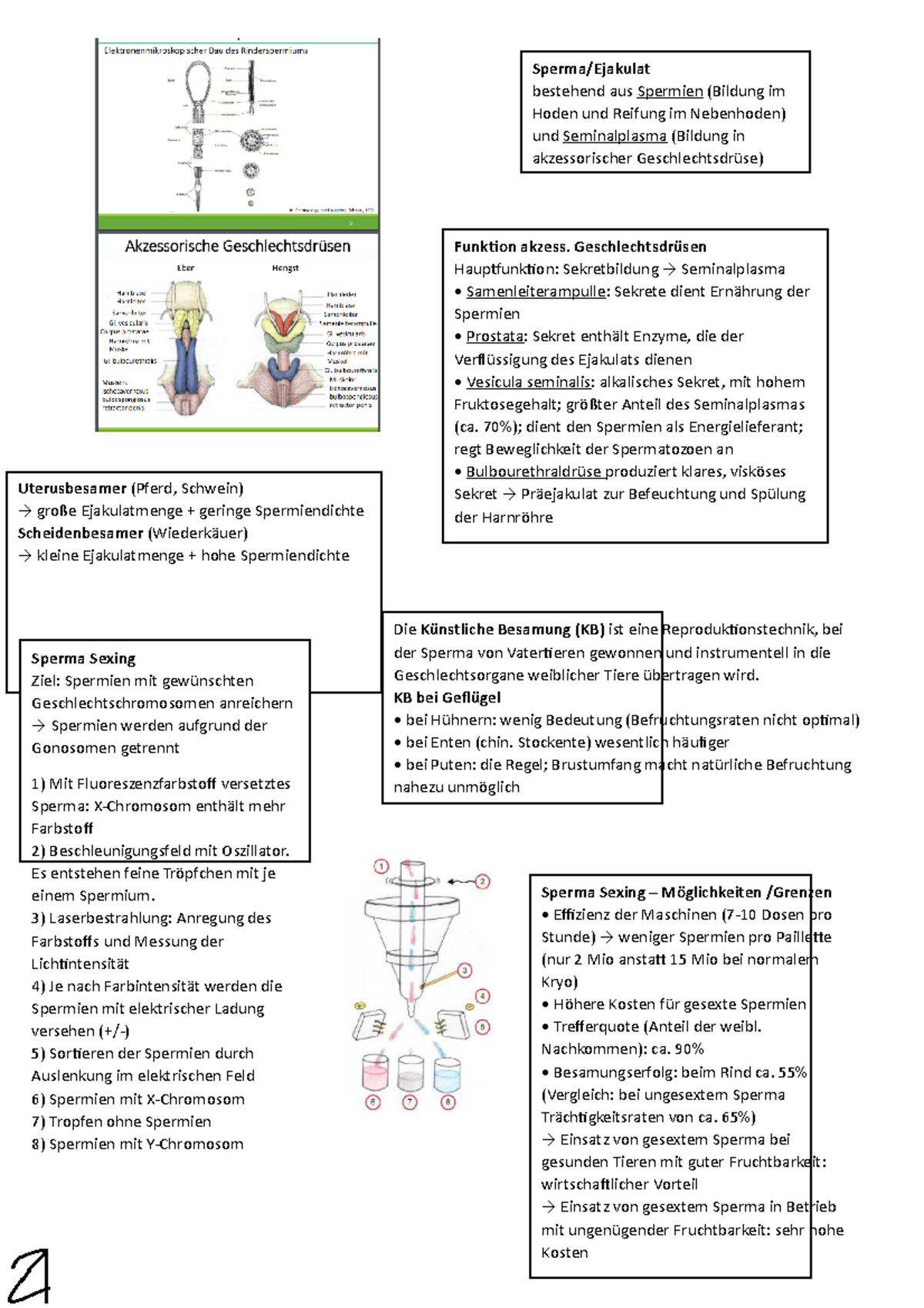 Nutztierbiologie: Männliche Reproduktion und Sperma Sexing Methoden ...