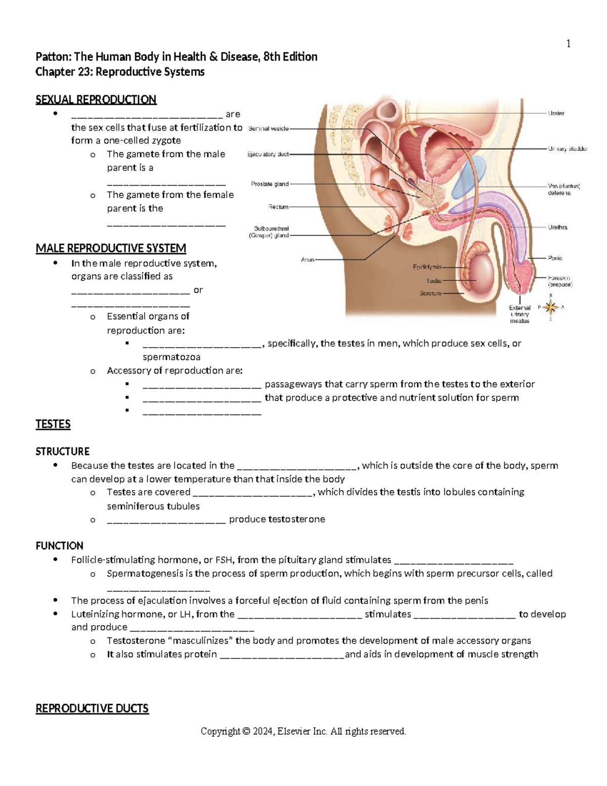 Chapter 23 Study Outline: Reproductive Systems (Patton, 8th Ed.) - Studocu