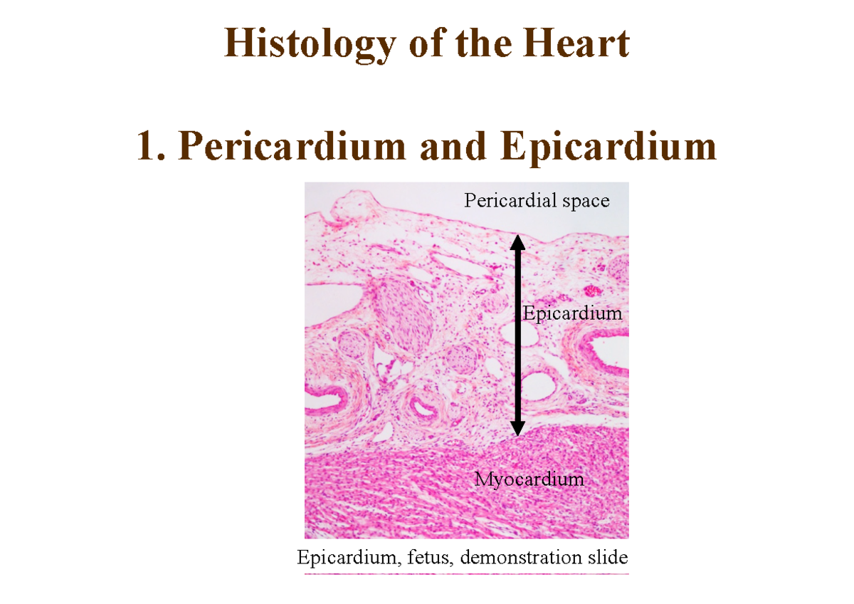 Epicardium Histology Guide