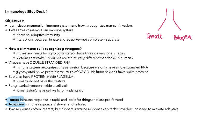 Immunology 2: Understanding Innate and Adaptive Immune Responses - Studocu