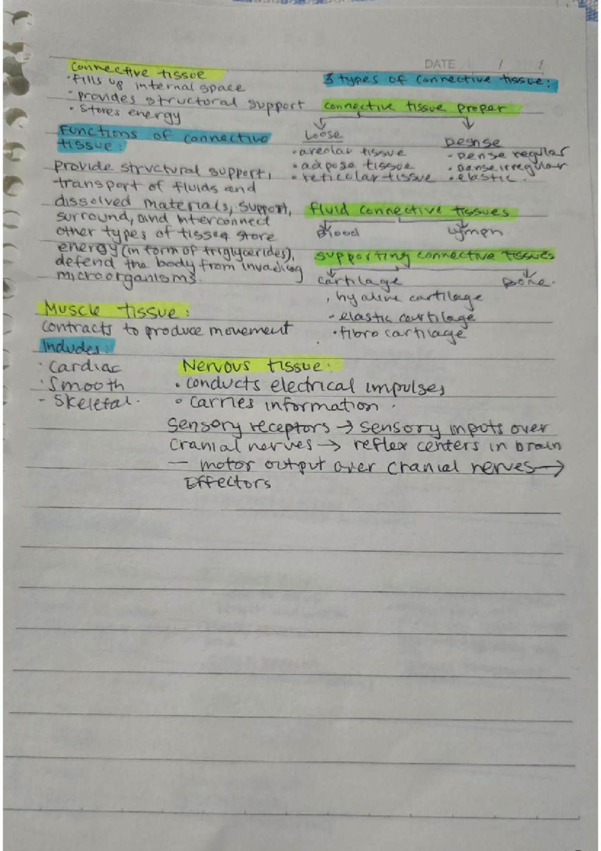 Lecture Notes on Connective Tissue and Muscle Types - Studocu