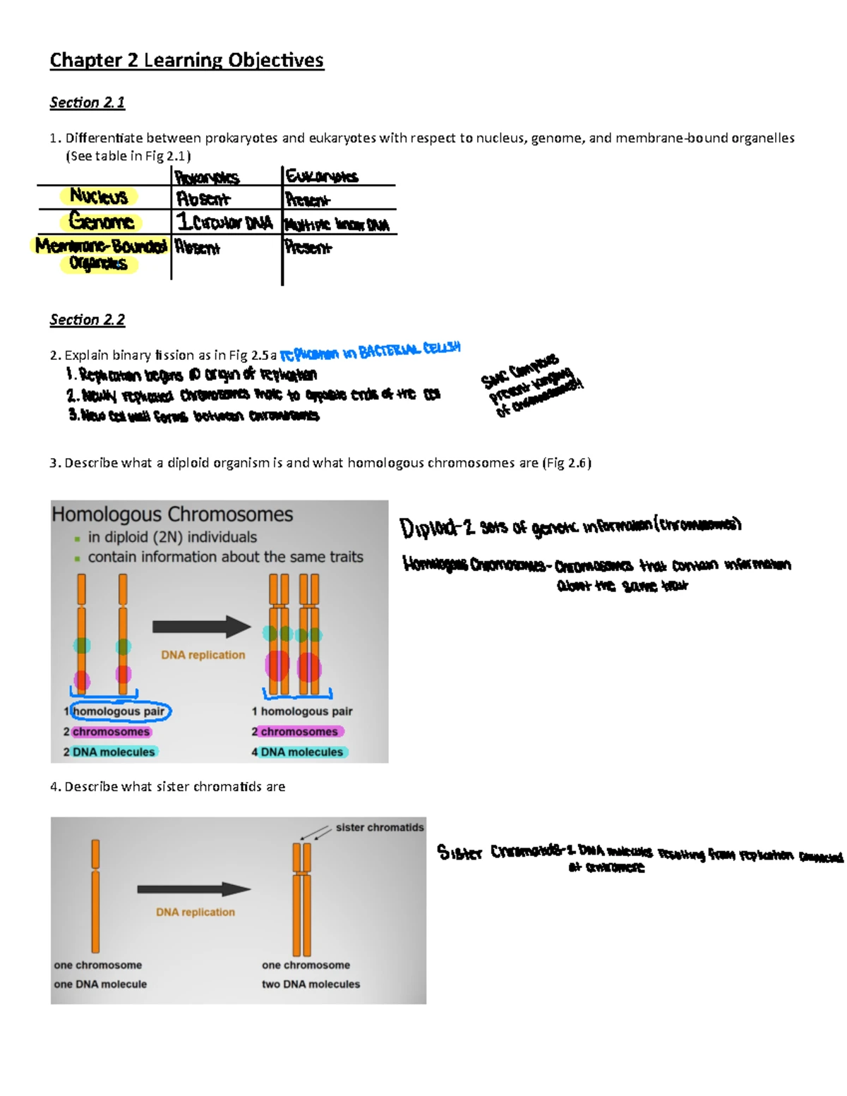 Chromosome Structure & Organelle DNA - Chapter 11 Key Notes - Studocu