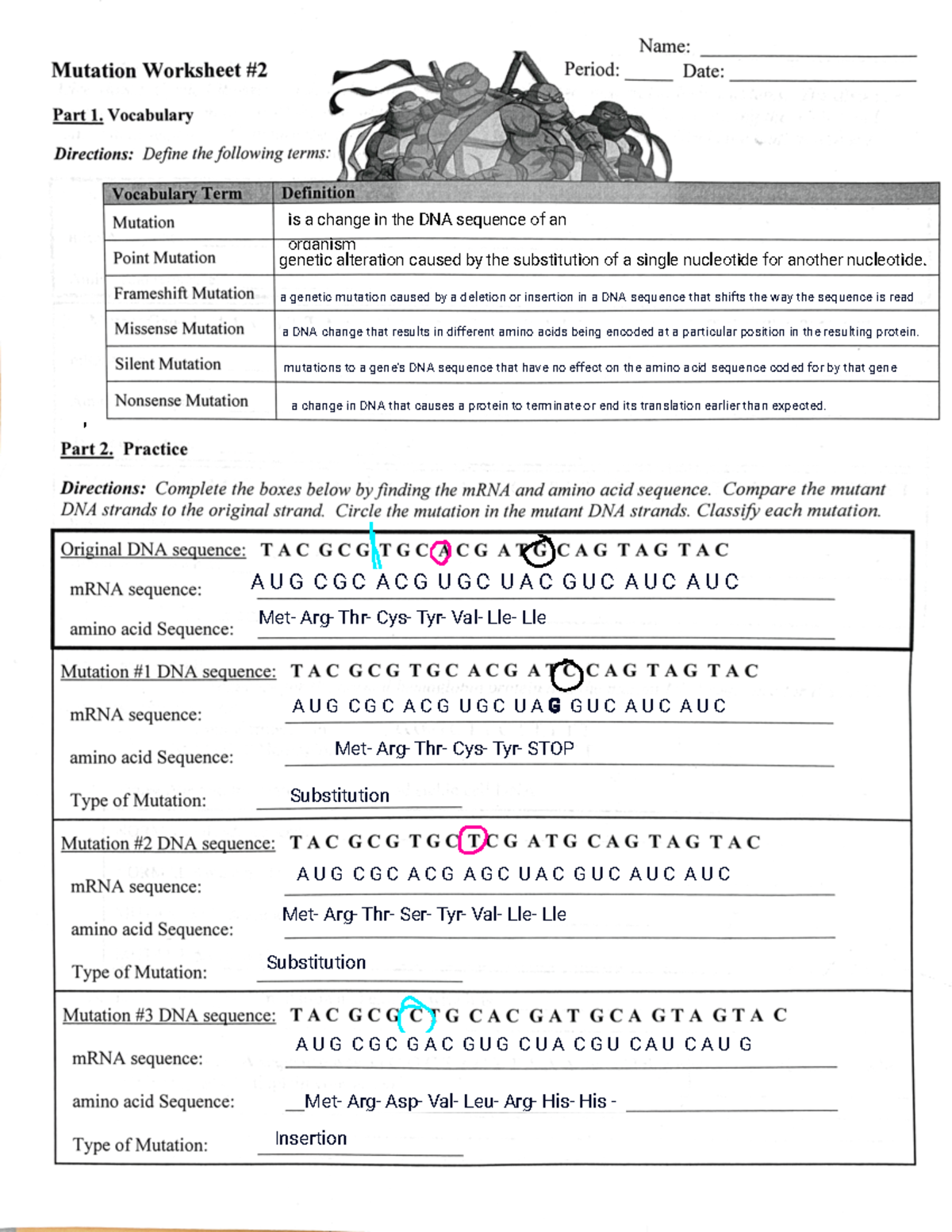 Mutation Worksheet: Exploring Different Types of Mutations - Studocu